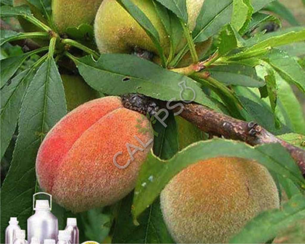 Buy 100% Pure Peach Tree Leaf Absolute Oil